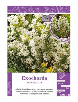 EXOCHORDA macrantha