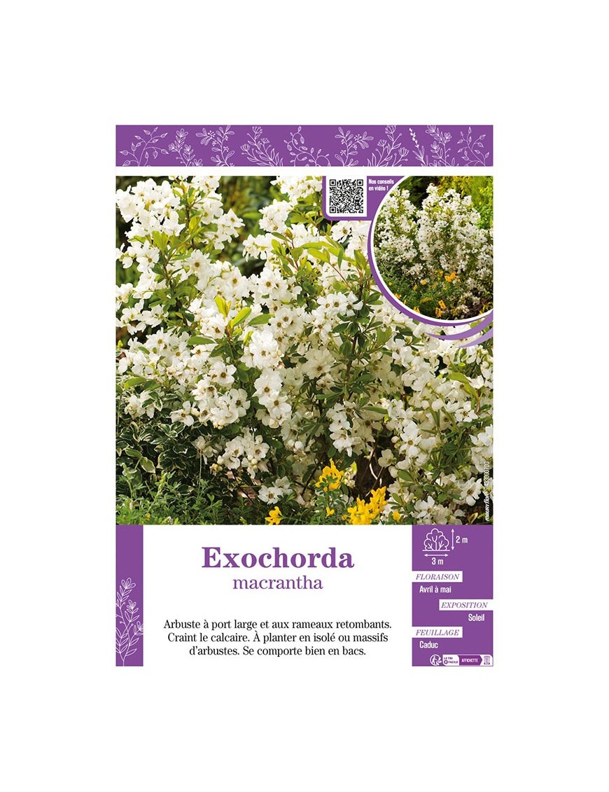 EXOCHORDA macrantha