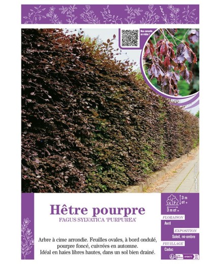 FAGUS SYLVATICA PURPUREA voir HÊTRE POURPRE