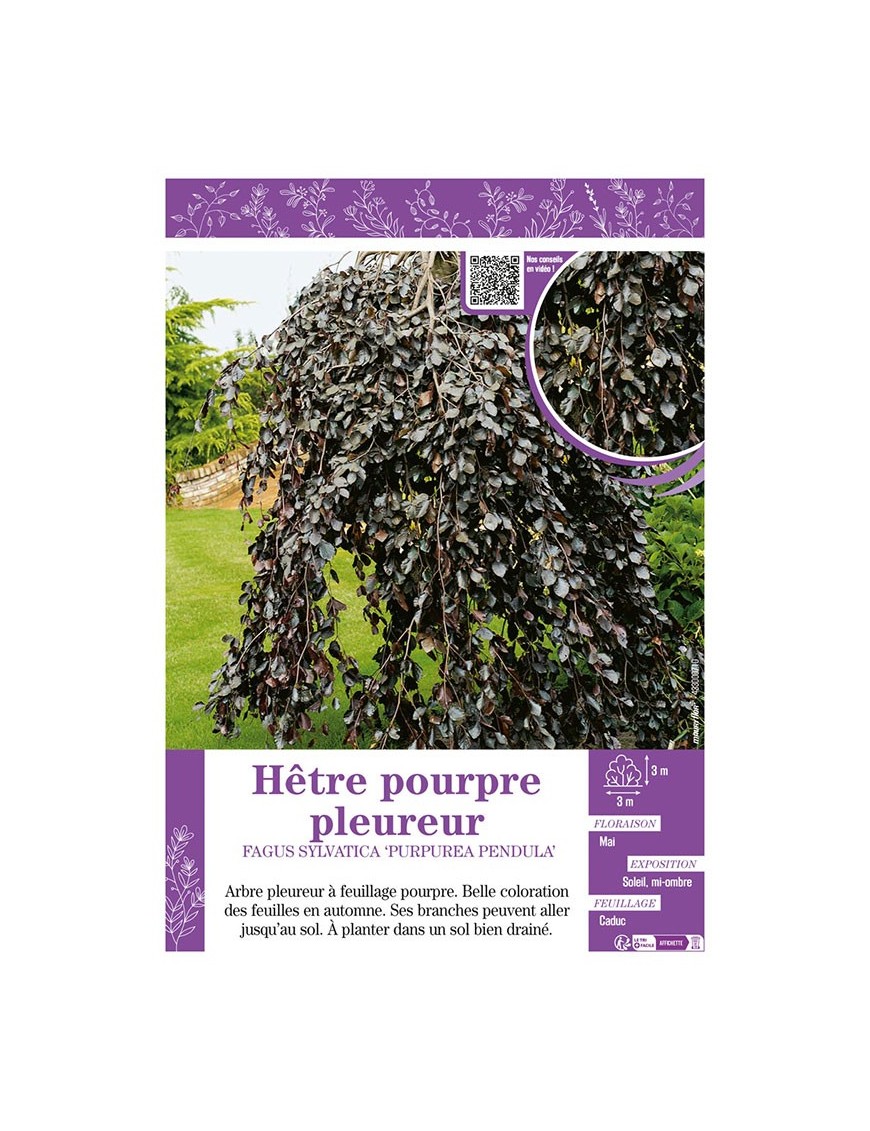 FAGUS SYLVATICA PURPUREA PENDULA voir HÊTRE POURPRE PLEUREUR