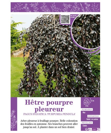 FAGUS SYLVATICA PURPUREA PENDULA voir HÊTRE POURPRE PLEUREUR