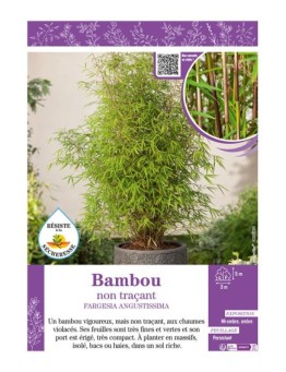 FARGESIA AUGUSTISSIMA voir Bambou non traçant