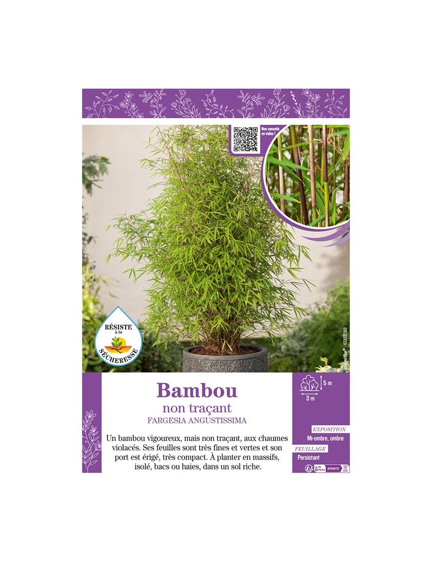 FARGESIA AUGUSTISSIMA voir Bambou non traçant