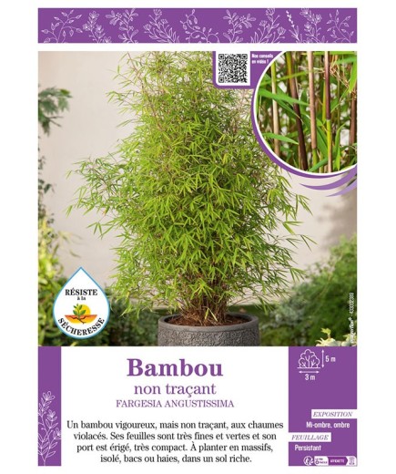FARGESIA AUGUSTISSIMA voir Bambou non traçant