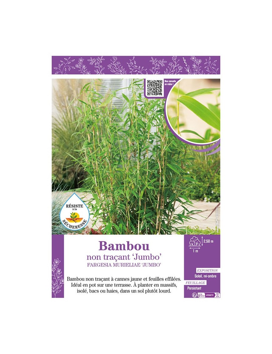 FARGESIA MURIELIAE JUMBO voir Bambou non traçant