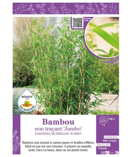 FARGESIA MURIELIAE JUMBO voir Bambou non traçant
