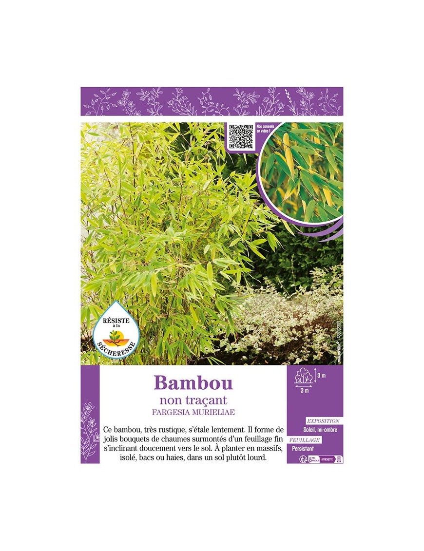 FARGESIA MURIELIAE voir Bambou non traçant