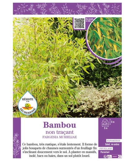 FARGESIA MURIELIAE voir Bambou non traçant