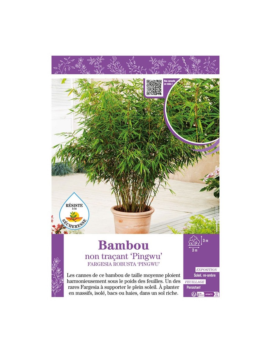 FARGESIA ROBUSTA PINGWU voir Bambou non traçant