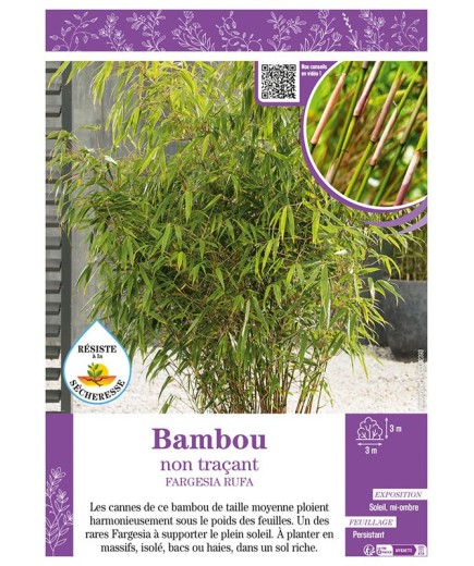 FARGESIA RUFA voir Bambou non traçant