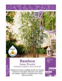 FARGESIA SCABRIDA ASIAN WONDER voir Bambou