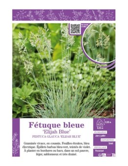 FESTUCA GLAUCA ELIJAH BLUE voir Fétuque bleue