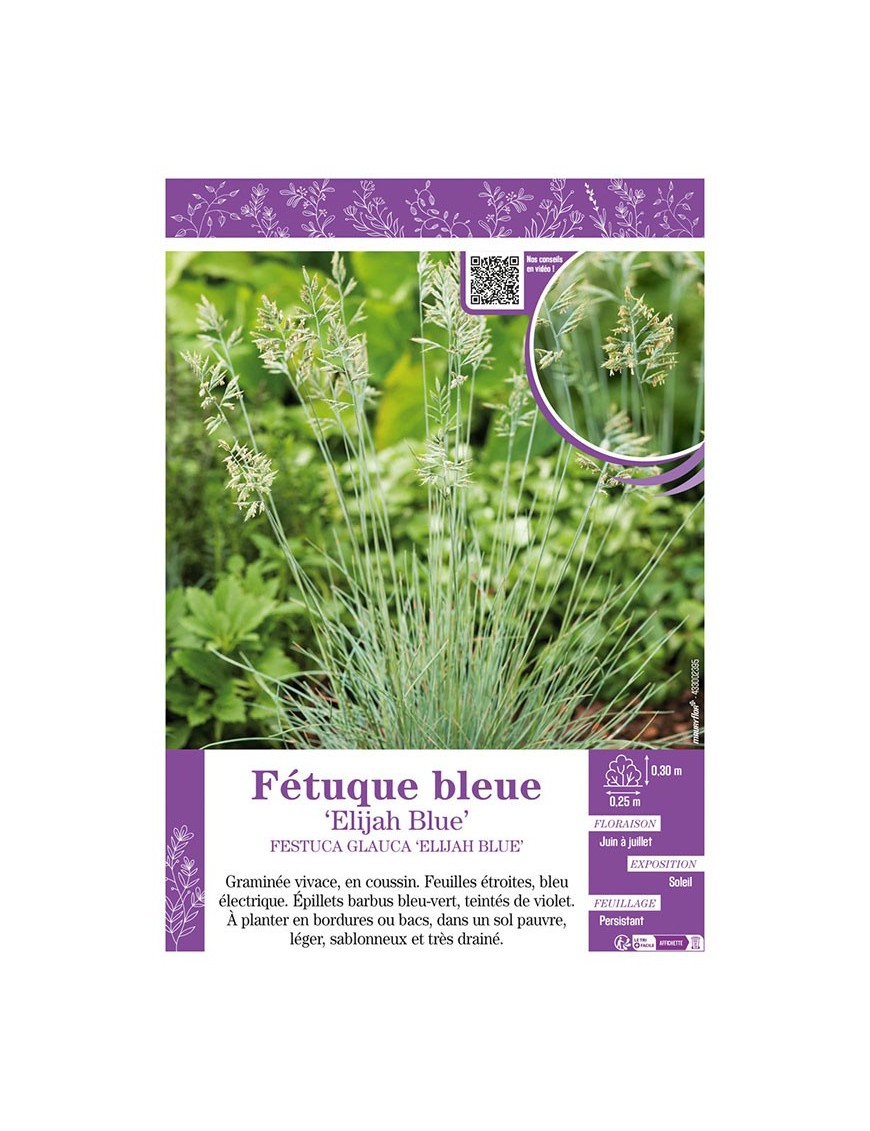 FESTUCA GLAUCA ELIJAH BLUE voir Fétuque bleue