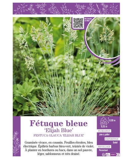 FESTUCA GLAUCA ELIJAH BLUE voir Fétuque bleue