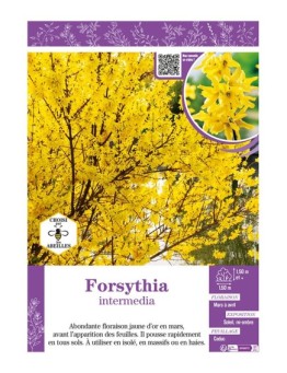 FORSYTHIA intermedia