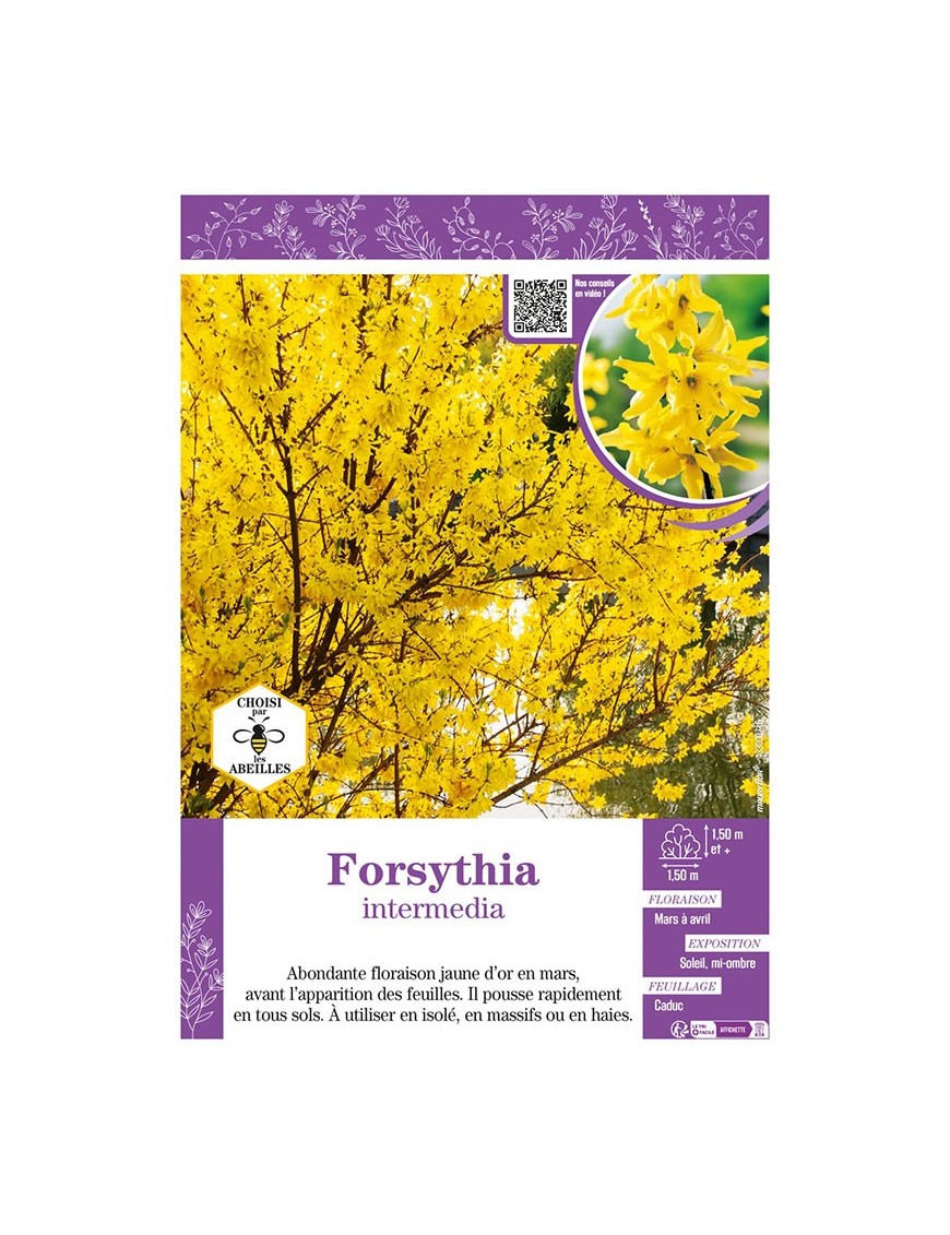 FORSYTHIA intermedia