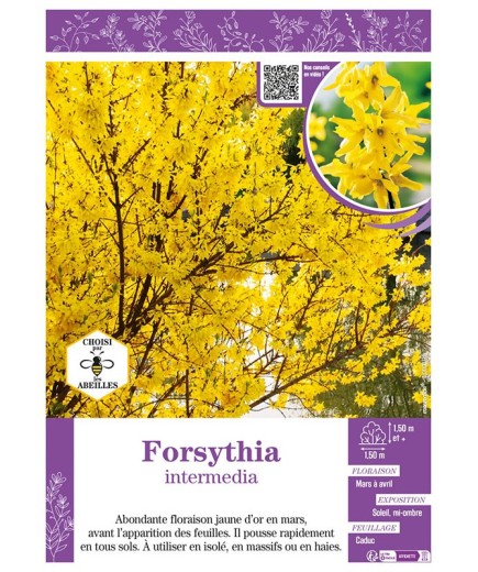 FORSYTHIA intermedia