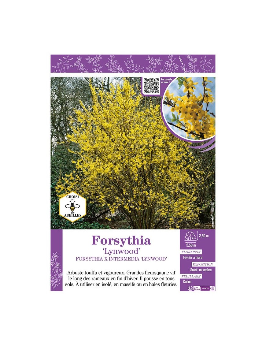 FORSYTHIA X INTERMEDIA LYNWOOD