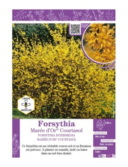 FORSYTHIA INTERMEDIA MARÉE D'OR® Courtasol