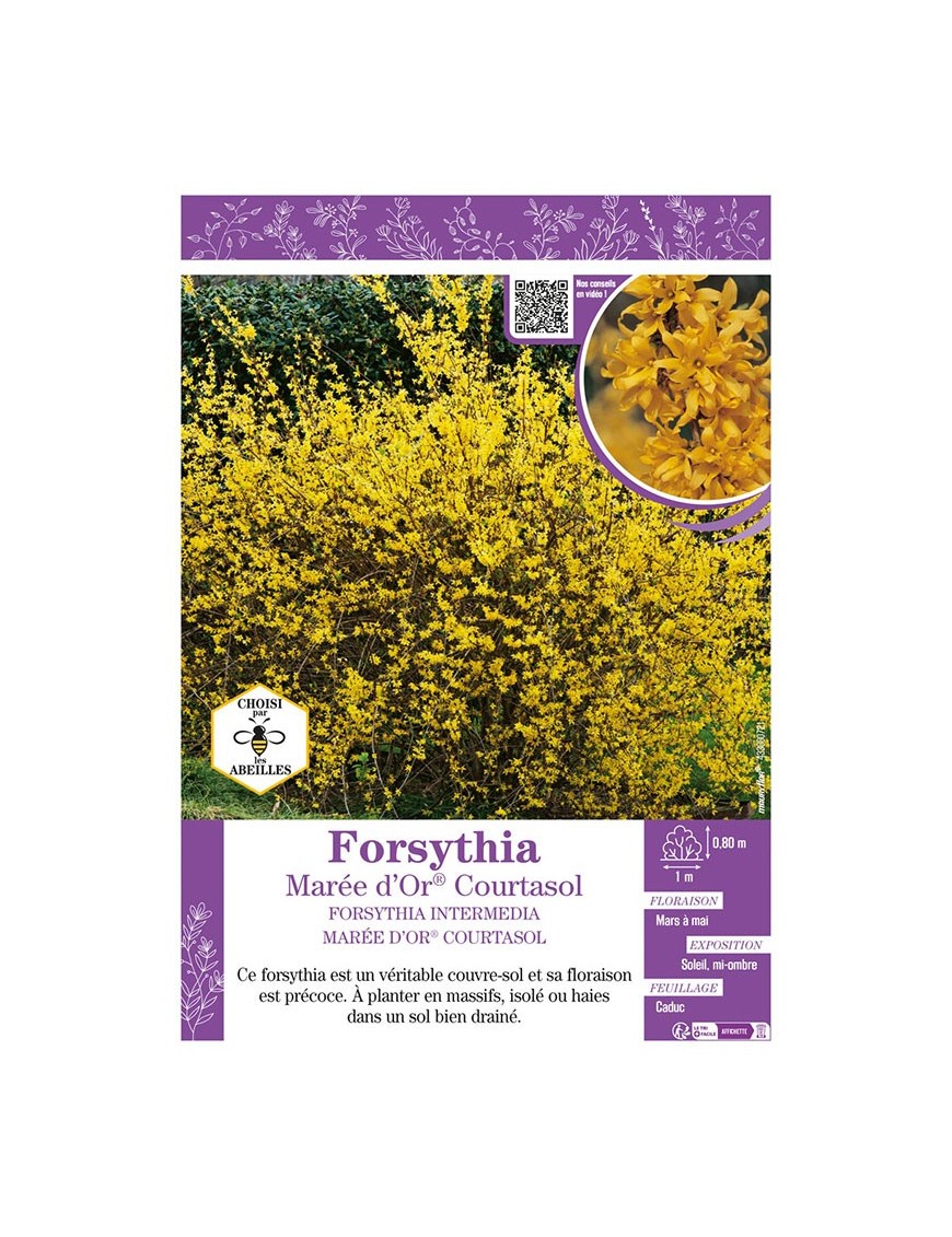 FORSYTHIA INTERMEDIA MARÉE D'OR® Courtasol