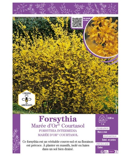 FORSYTHIA INTERMEDIA MARÉE D'OR® Courtasol