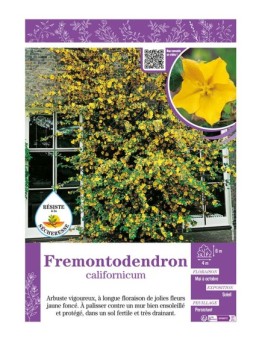 FREMONTODENDRON CALIFORNICUM