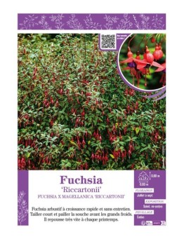 FUCHSIA RICCARTONII