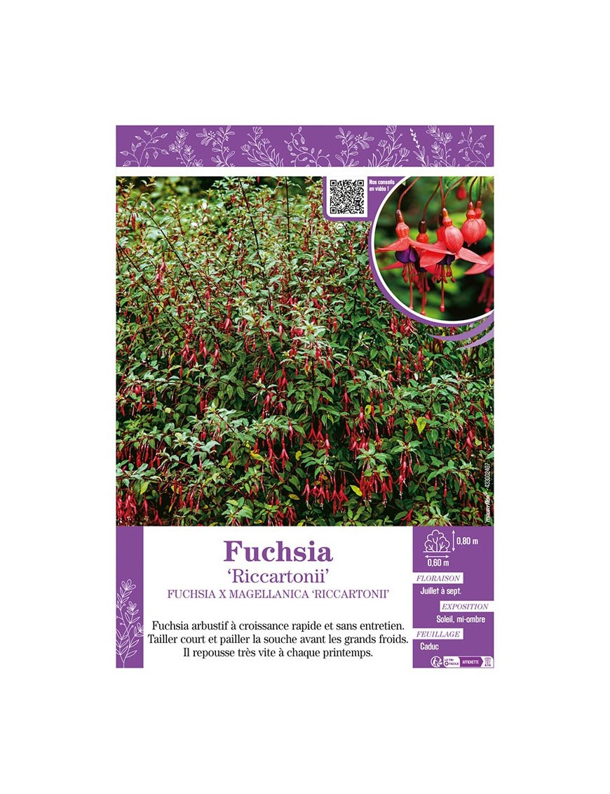 FUCHSIA RICCARTONII