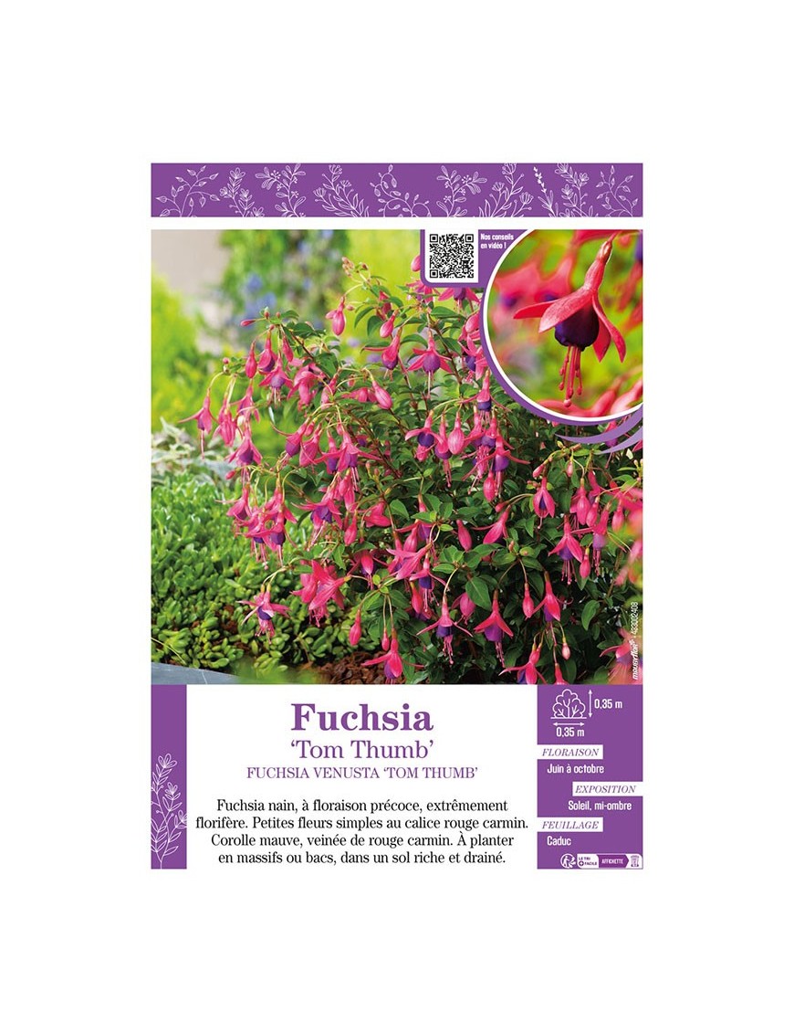 FUCHSIA TOM THUMB