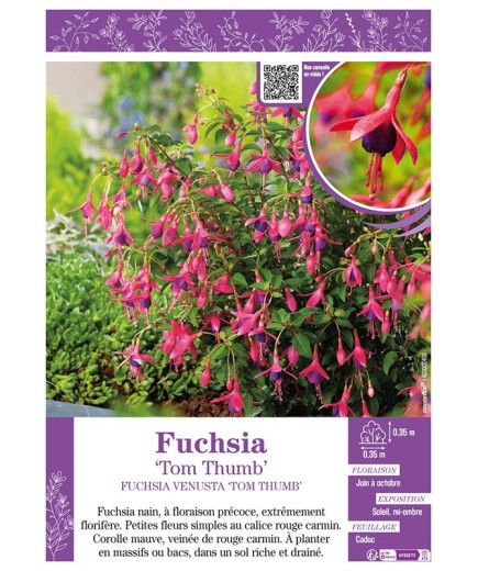 FUCHSIA TOM THUMB