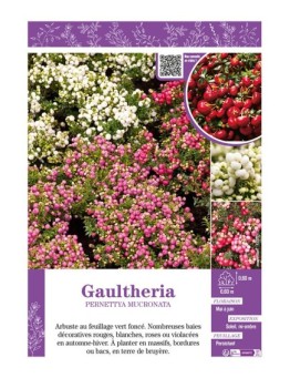 GAULTHERIA PERNETTYA MUCRONATA (varié)