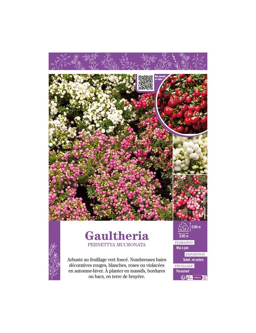 GAULTHERIA PERNETTYA MUCRONATA (varié)