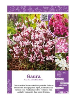 GAURA LINDHEIMERI (varié)