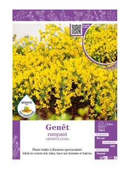 GENISTA LYDIA voir GENÊT RAMPANT