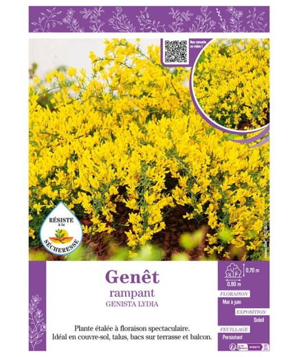 GENISTA LYDIA voir GENÊT RAMPANT