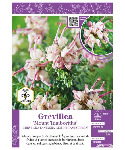 GREVILLEA LANIGERA MOUNT TAMBORITHA