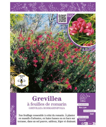 GREVILLEA ROSMARINIFOLIA voir Grevillea à feuilles de romarin