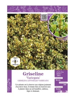 GRISELINA LITTORALIS VARIEGATA