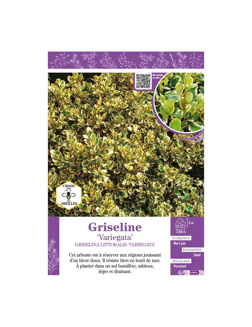 GRISELINA LITTORALIS VARIEGATA