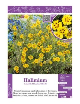 HALIMIUM LASIANTHUM