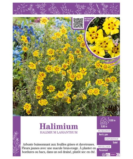 HALIMIUM LASIANTHUM