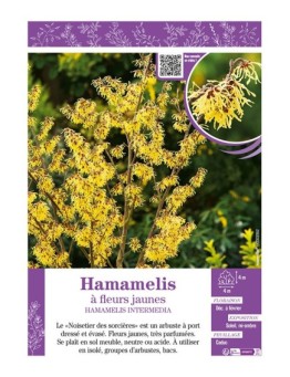 HAMAMELIS INTERMEDIA à fleurs jaunes