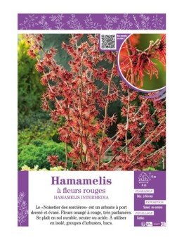 HAMAMELIS INTERMEDIA à fleurs rouges