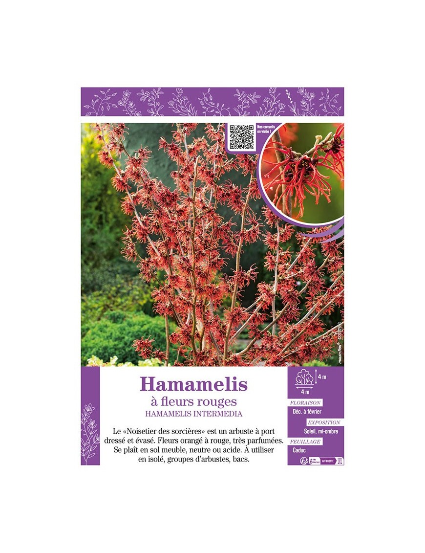 HAMAMELIS INTERMEDIA à fleurs rouges