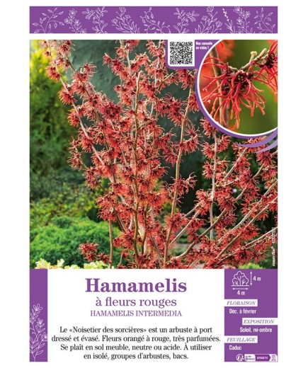 HAMAMELIS INTERMEDIA à fleurs rouges
