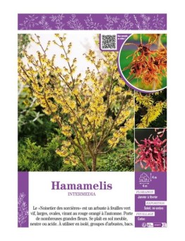 HAMAMELIS INTERMEDIA (varié) (Noisetier de Sorcière)