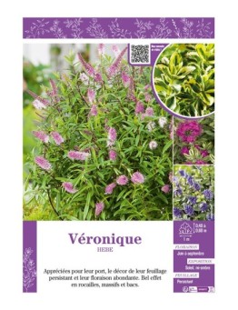 HEBE voir Véronique (varié)