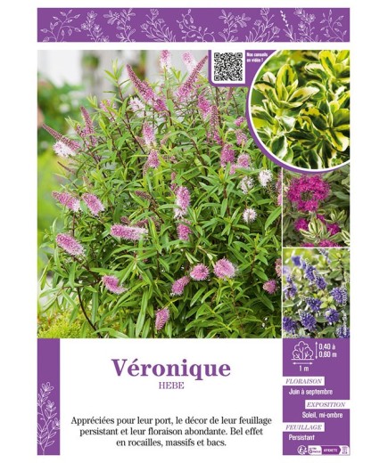 HEBE voir Véronique (varié)
