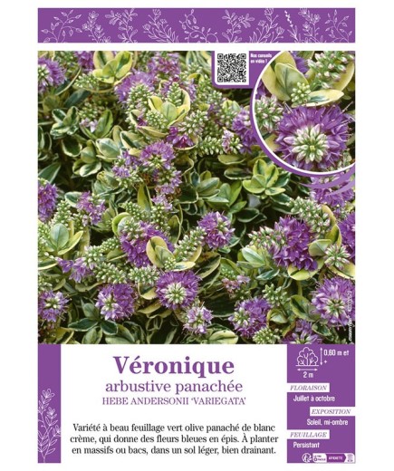 HEBE ANDERSONII ‘VARIEGATA’ voir Véronique arbustive panachée