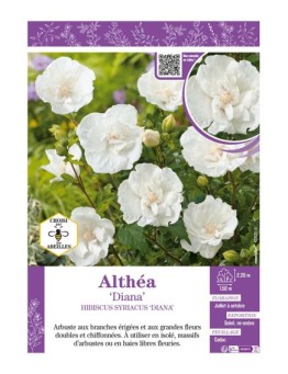 HIBISCUS SYRIACUS DIANA voir Althéa